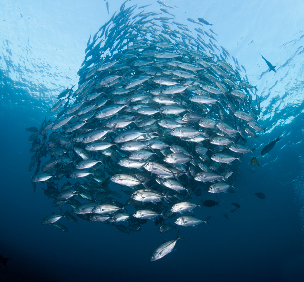 School of fish mechanics physics behavior