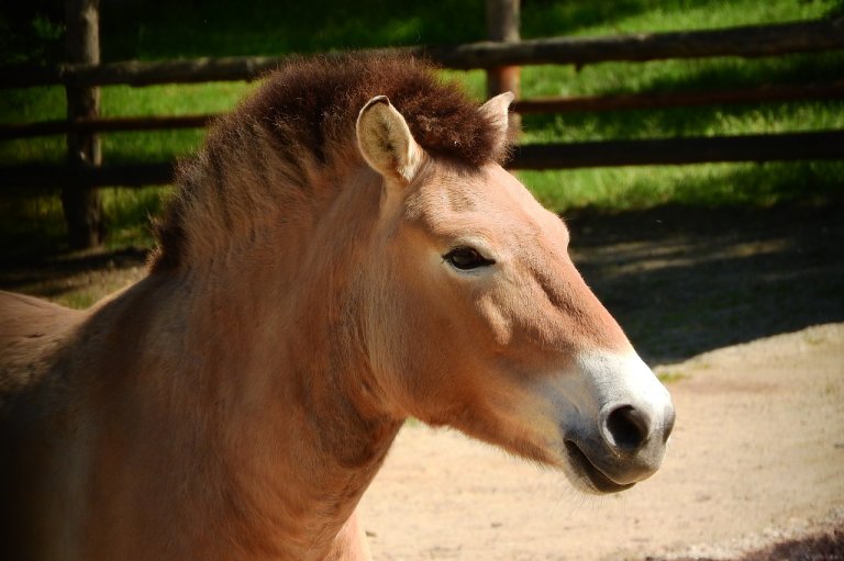 Ancient climate change may have dragged the wild horses away