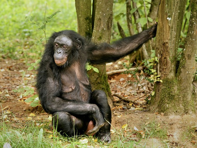 8 Of The Best Students In The Animal World