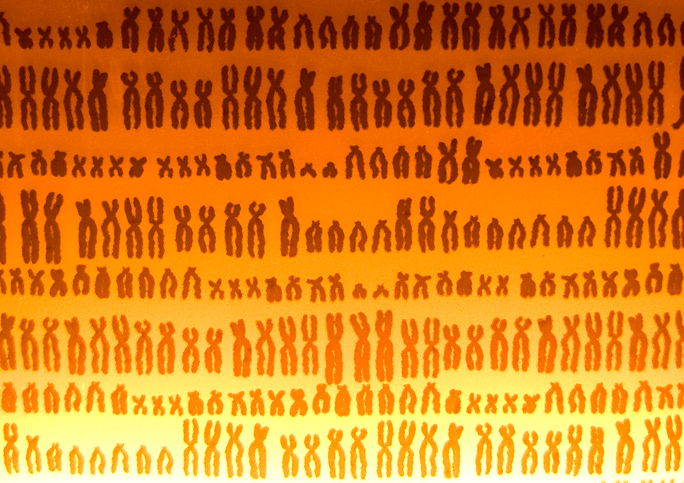 Gorillas, Watermelons and Sperm: The Greatest Genomes Sequenced In 2012