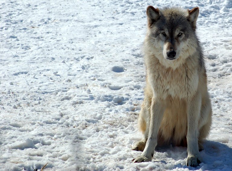 Trapped In A Bear Trap And Shot In The Body: The Story Of A Minnesota Wolf