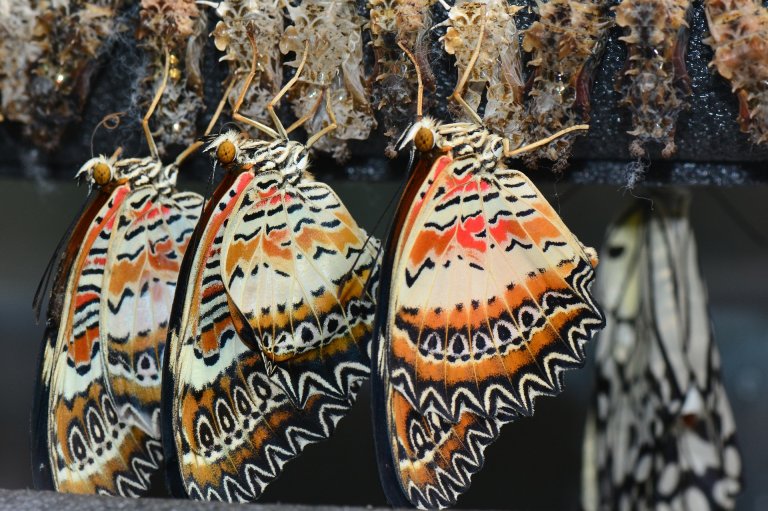 Scientists are puzzling out how butterflies assemble their brightly colored scales