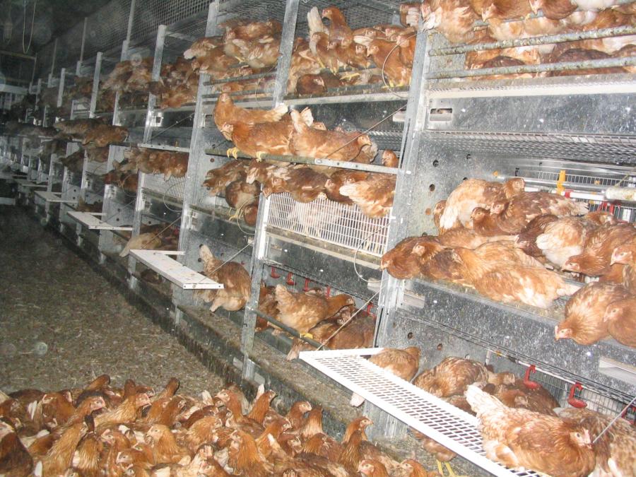 cage-free aviary