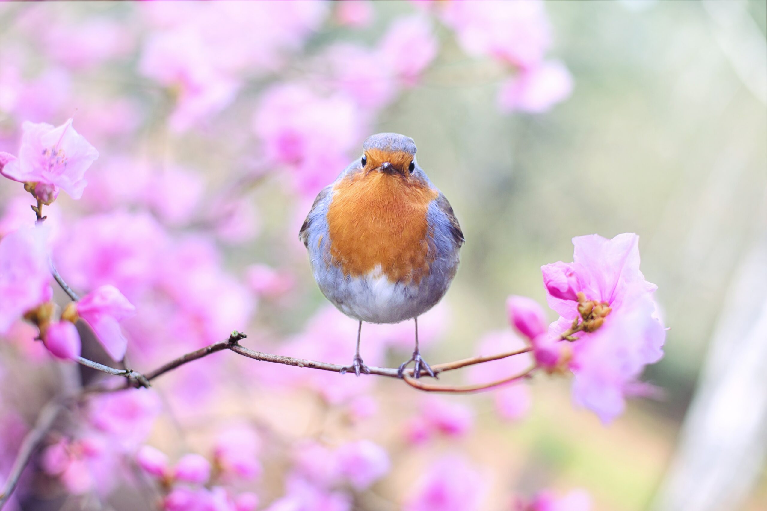 a bird