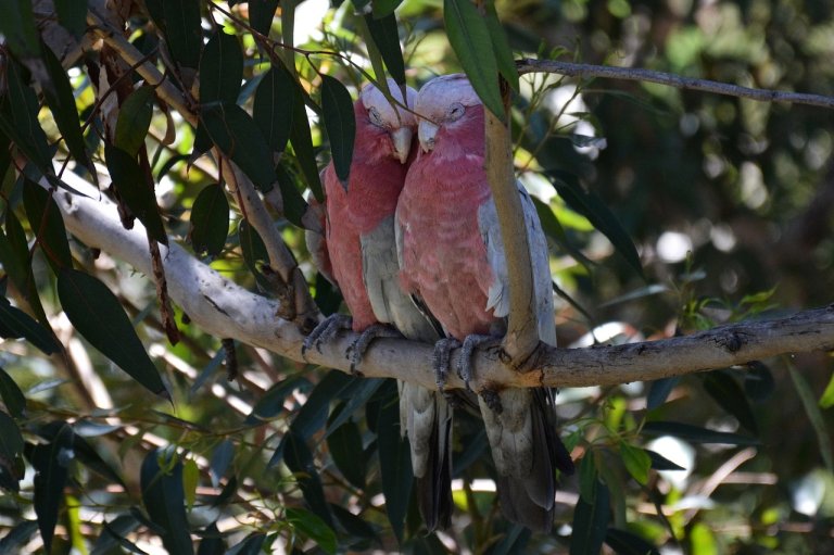 Cockatoos make their own lil drumsticks to play music