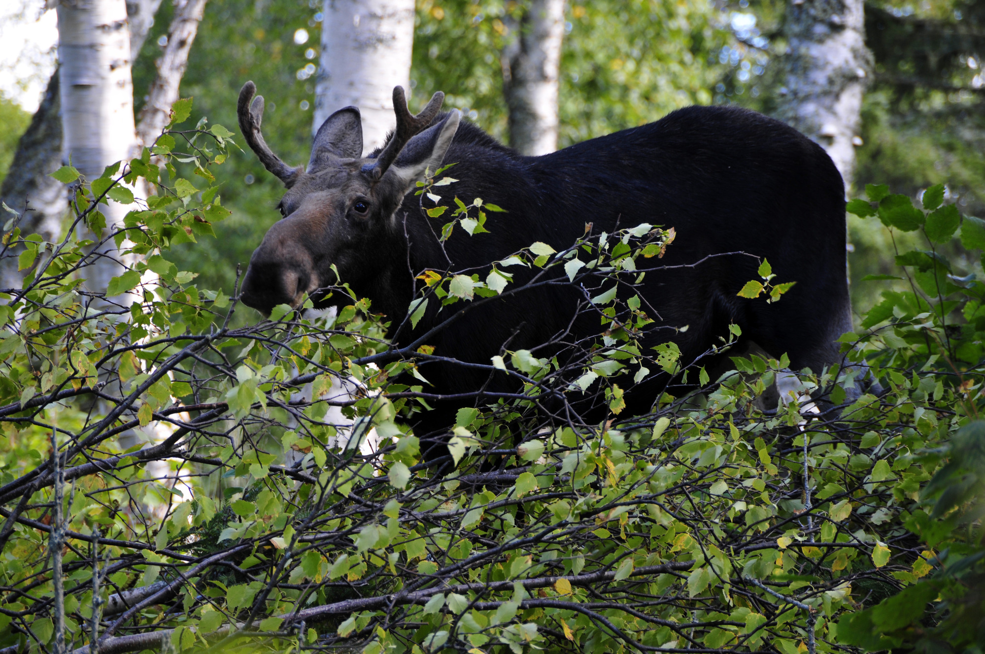 Bull moose with budding antlers behind bushes