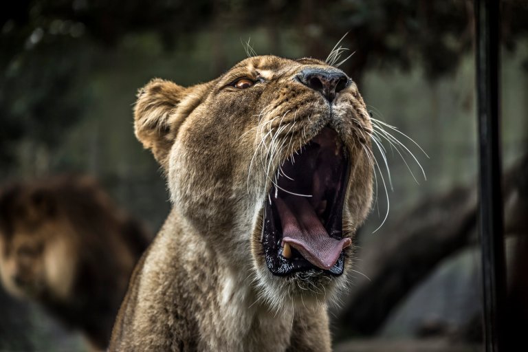 Hotter weather could make predators even more vicious