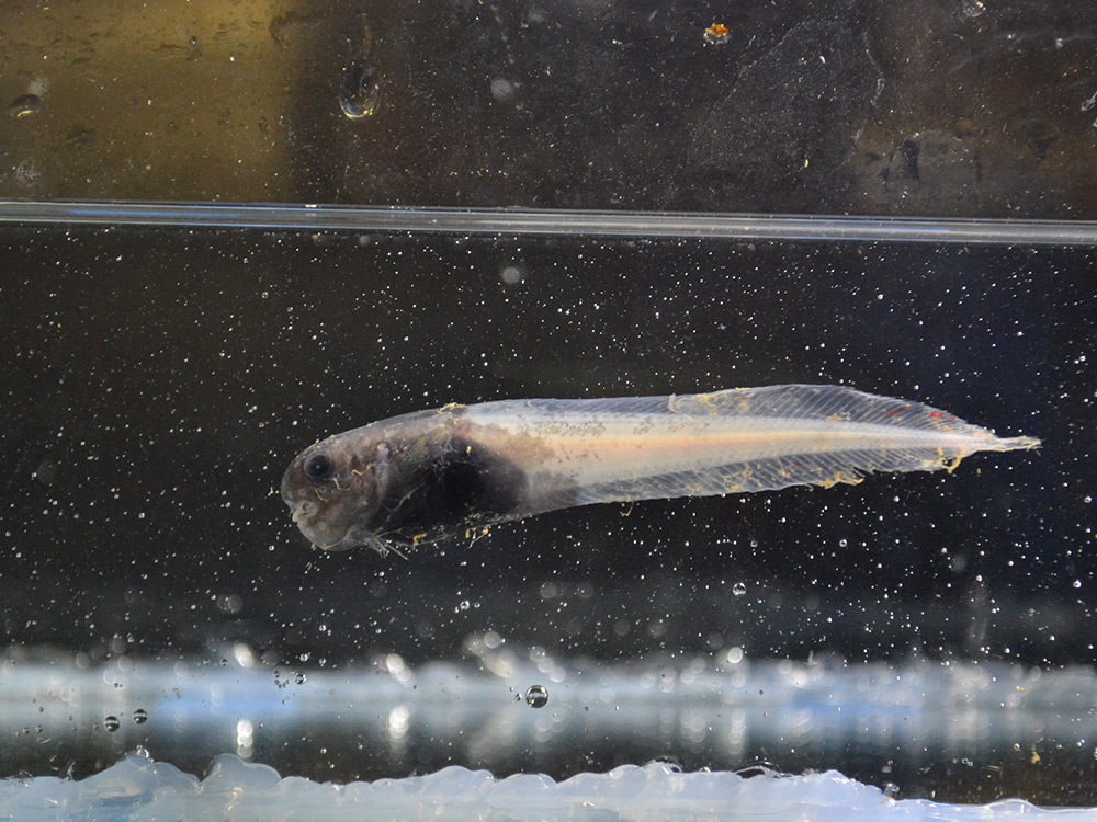 sickly snailfish