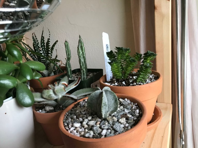 How to build a thriving indoor garden