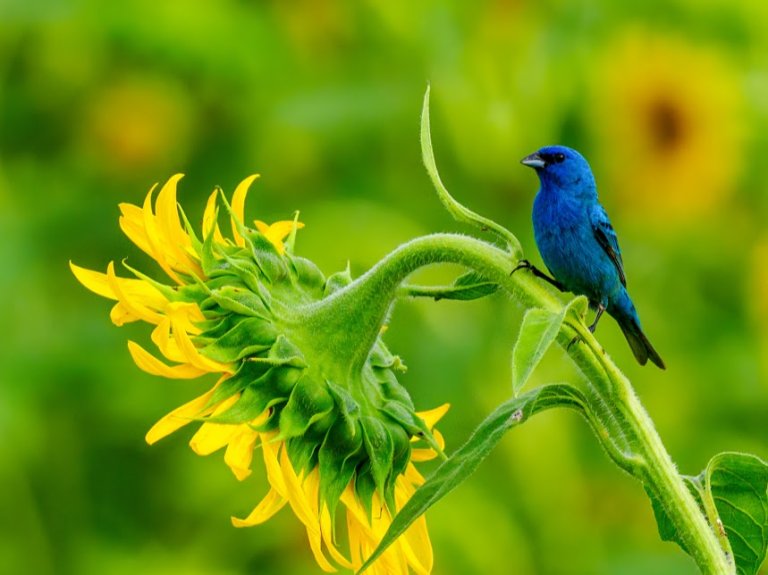 A male Indigo Bunting (Passerina cyanea) perches atop a sunflower.