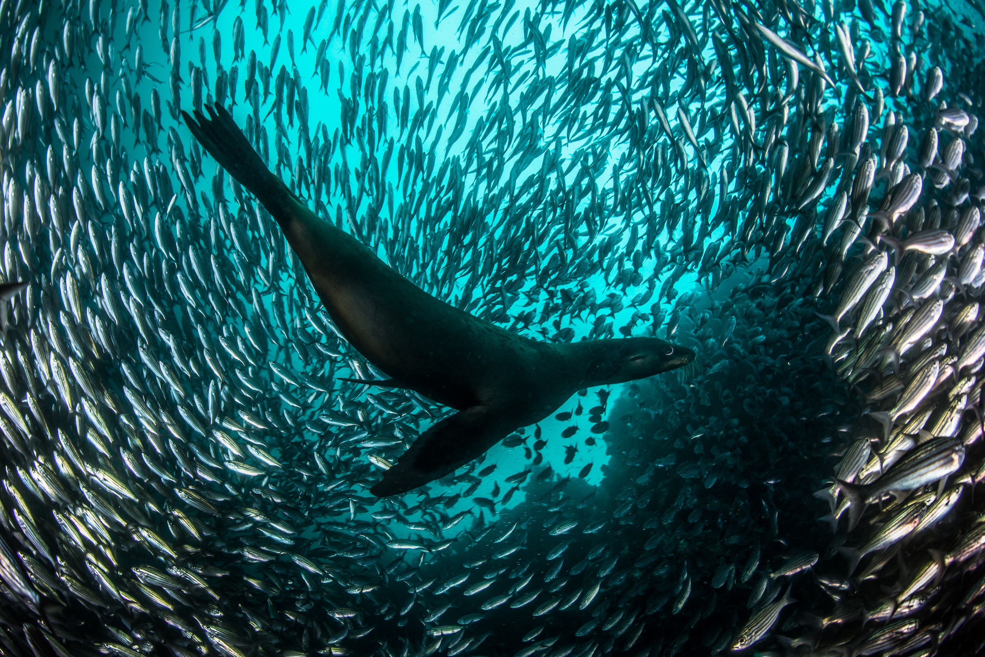sea lion chasing a school of fish