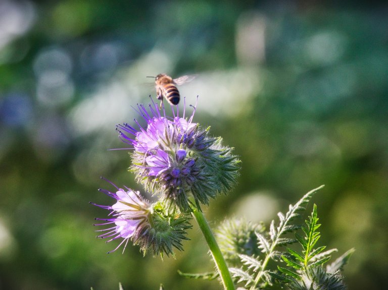 Pesticides might be worse for bees than we thought