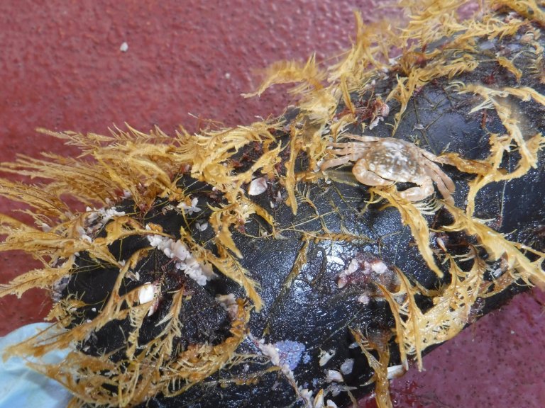 The Great Pacific Garbage Patch is a ‘raft of life’ for animals in the open ocean