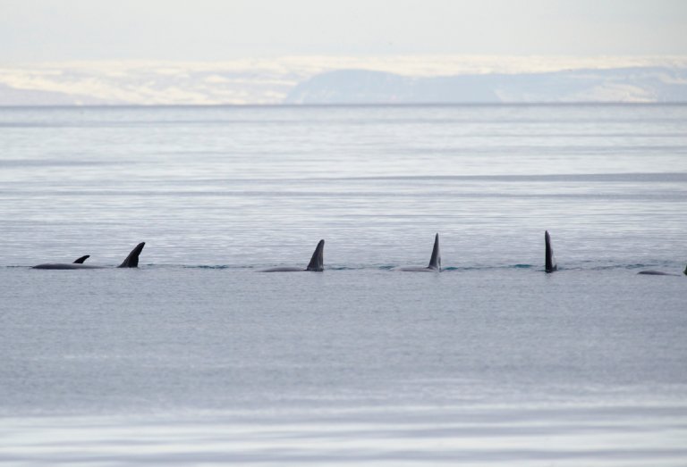 Orca whale pod in a line in the ocean while hunting