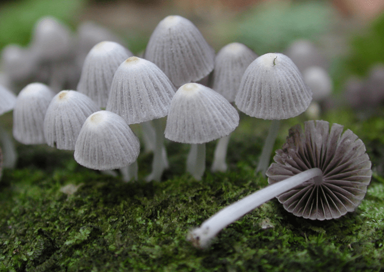 small delicate, partially translucent mushrooms growing on a log
