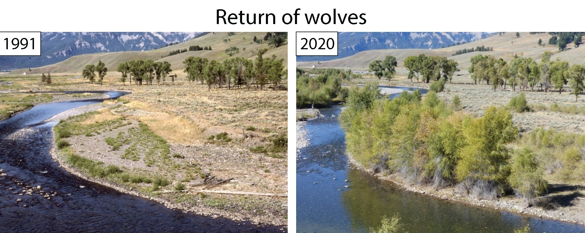 Regrowth of trees at Yellowstone National Park before and after gray wolf reintroduction