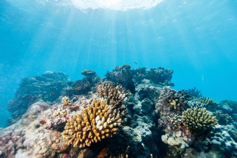 Coral reef