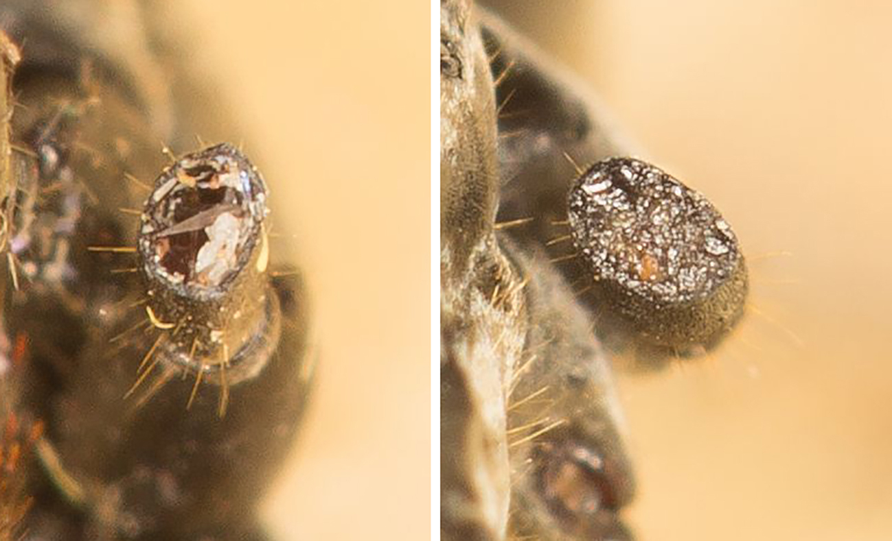 On the left a fresh injury, on the right the condition one hour after treatment. The wound surface appears to be sealed.