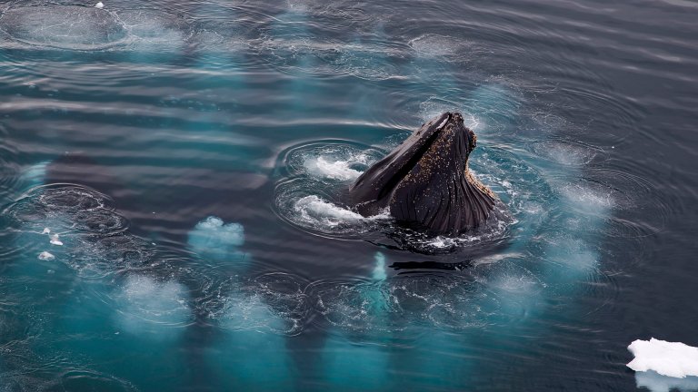 several white circles surround a humpback whale with an open mouth