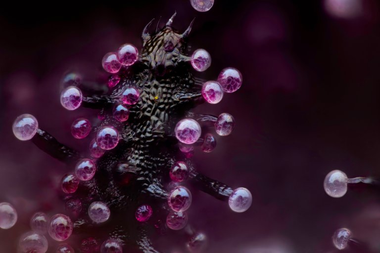 purple bubbles on stick-like thing