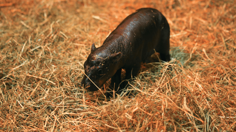 a small hippo in straw