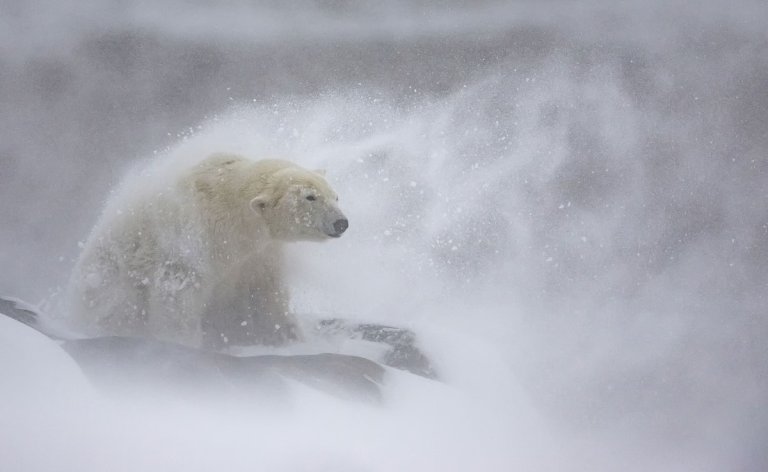 a polar bear covered in snow