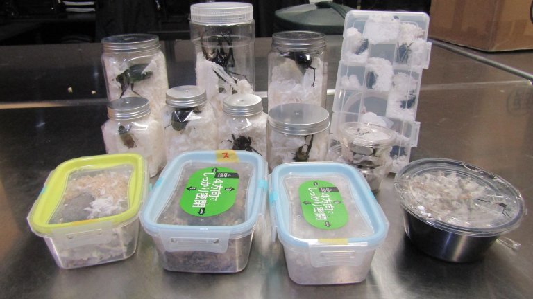 Seized Japanese beetles in containers
