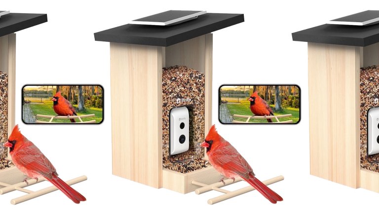 Birdfy bird feeder cameras in a row with a bird on them