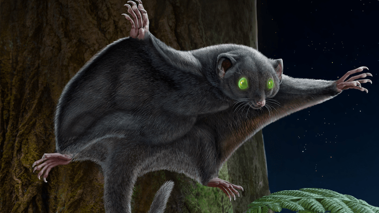 an illustration of a black rodent-like early mammal with a membrane like a flying squirrel flying through a forest