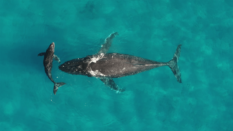 A mother humpback whale and her calf swimming in warm waters.