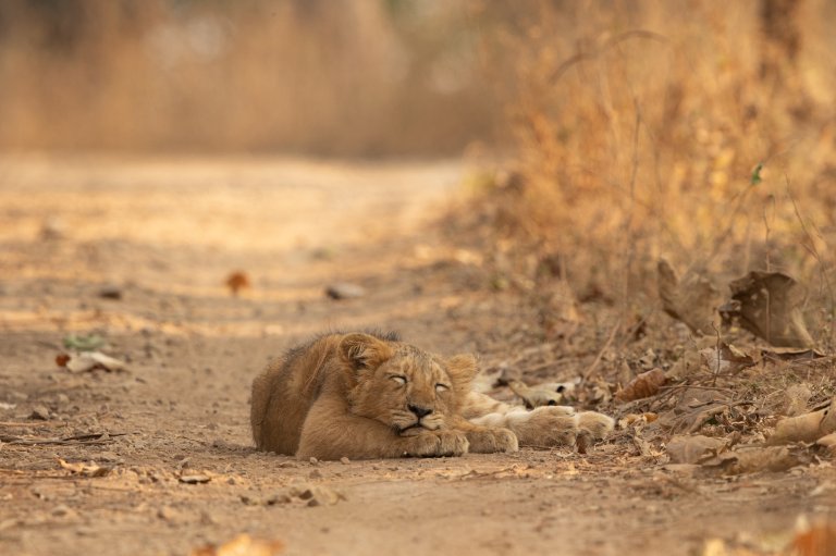 a baby lion sleeps on a dirt road