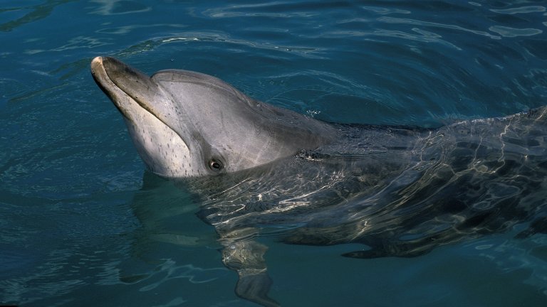 Spotted dolphin with head above water