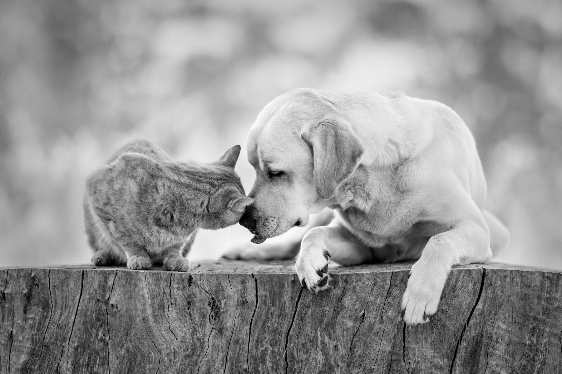 a dog and a cat bumping heads on a tree stump