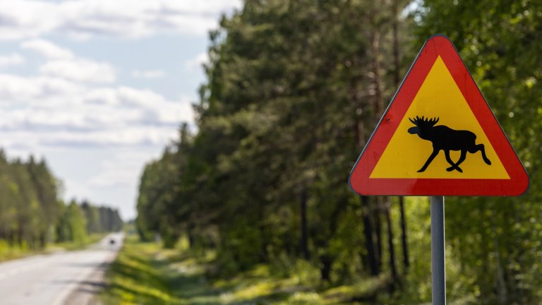 Skelleftea, Sweden A moose warning sign on a country road in summer.