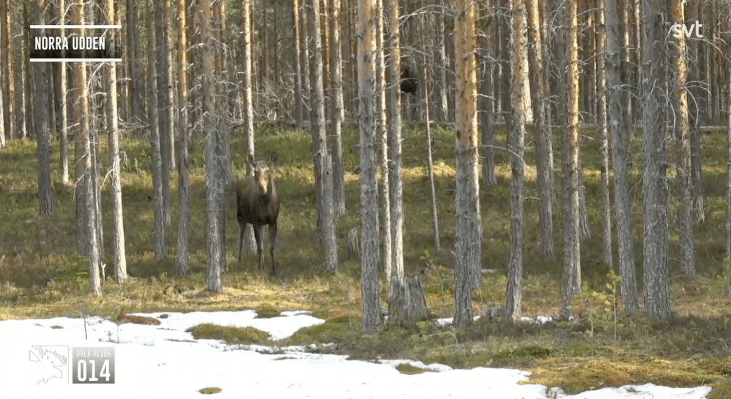Screenshot of moose in forest during Great Moose Migration livestream