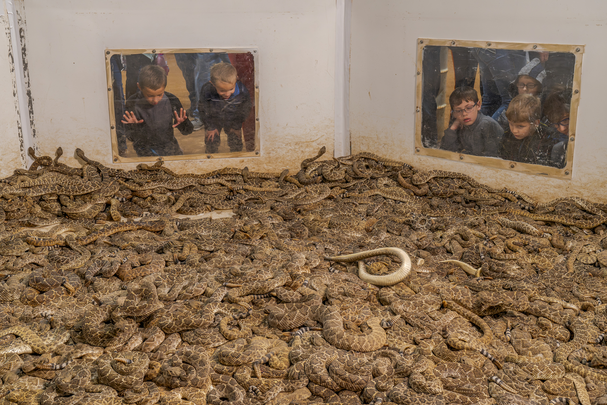 hundreds of Rattlesnakes in a pit, children observe through windows
