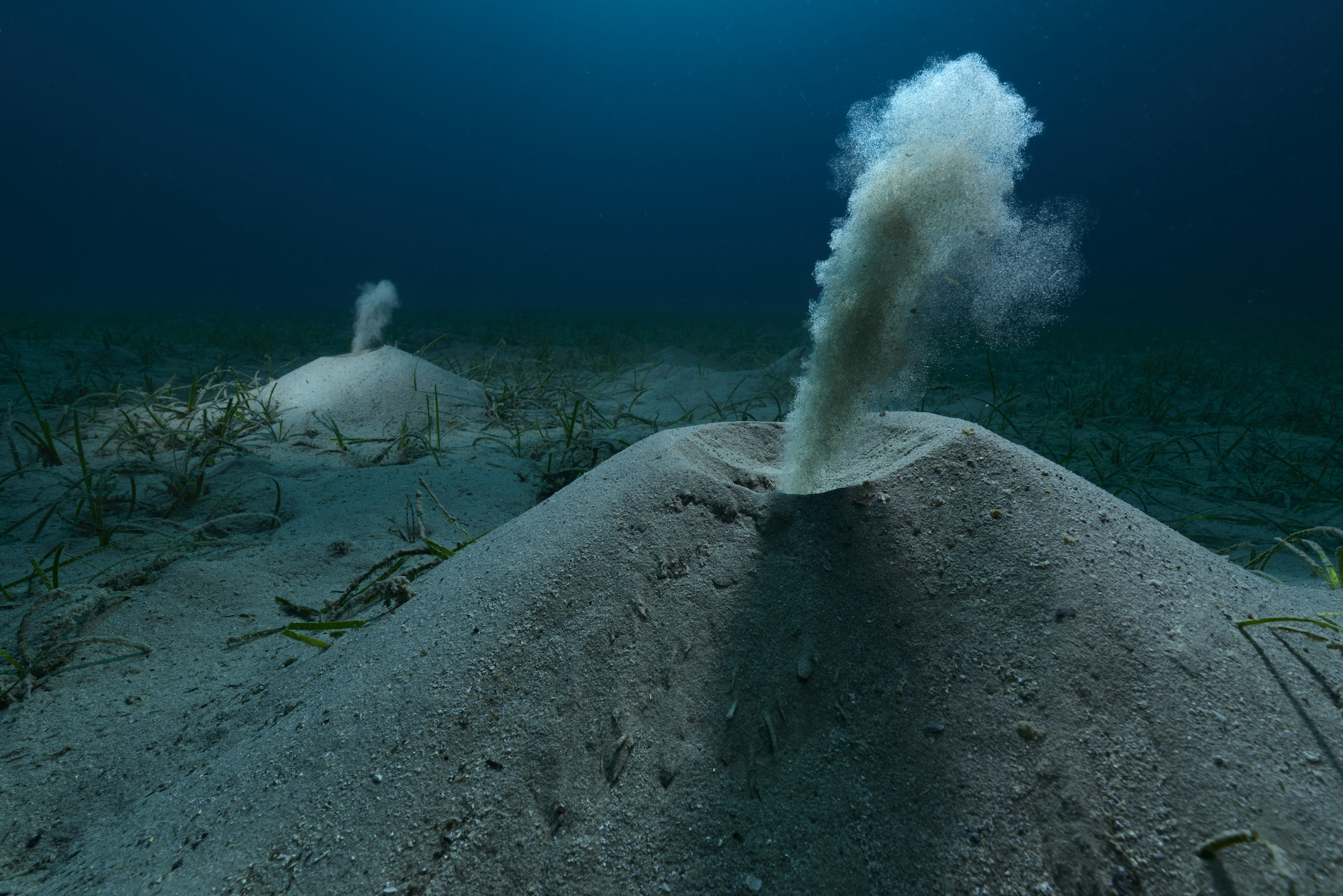 Polychaete worms flush sand out of their burrows amidst a seagrass bed in the Spanish Mediterranean.