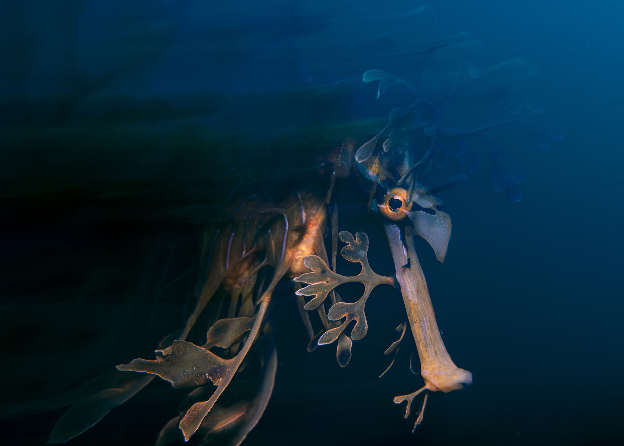 Leafy Seadragon underwater