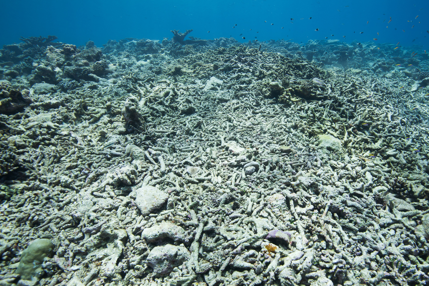 Dead coral reefs in shallow water which were killed during the mass coral bleaching event, which is relating to climate change. Bleaching of coral colonies is caused by warming of sea temperature and most likely combined with other environmental stresses causing coral to expel symbiotic zooxanthellae algae, which could even lead to coral death.