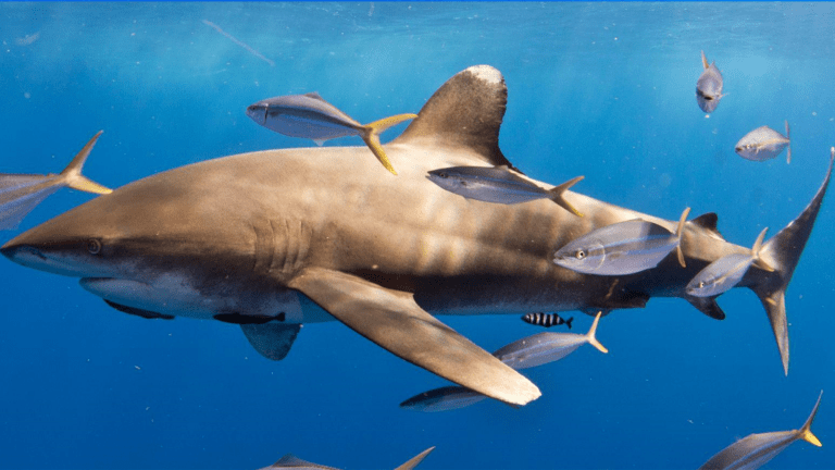 A female oceanic whitetip shark seen feeding on the carcass.