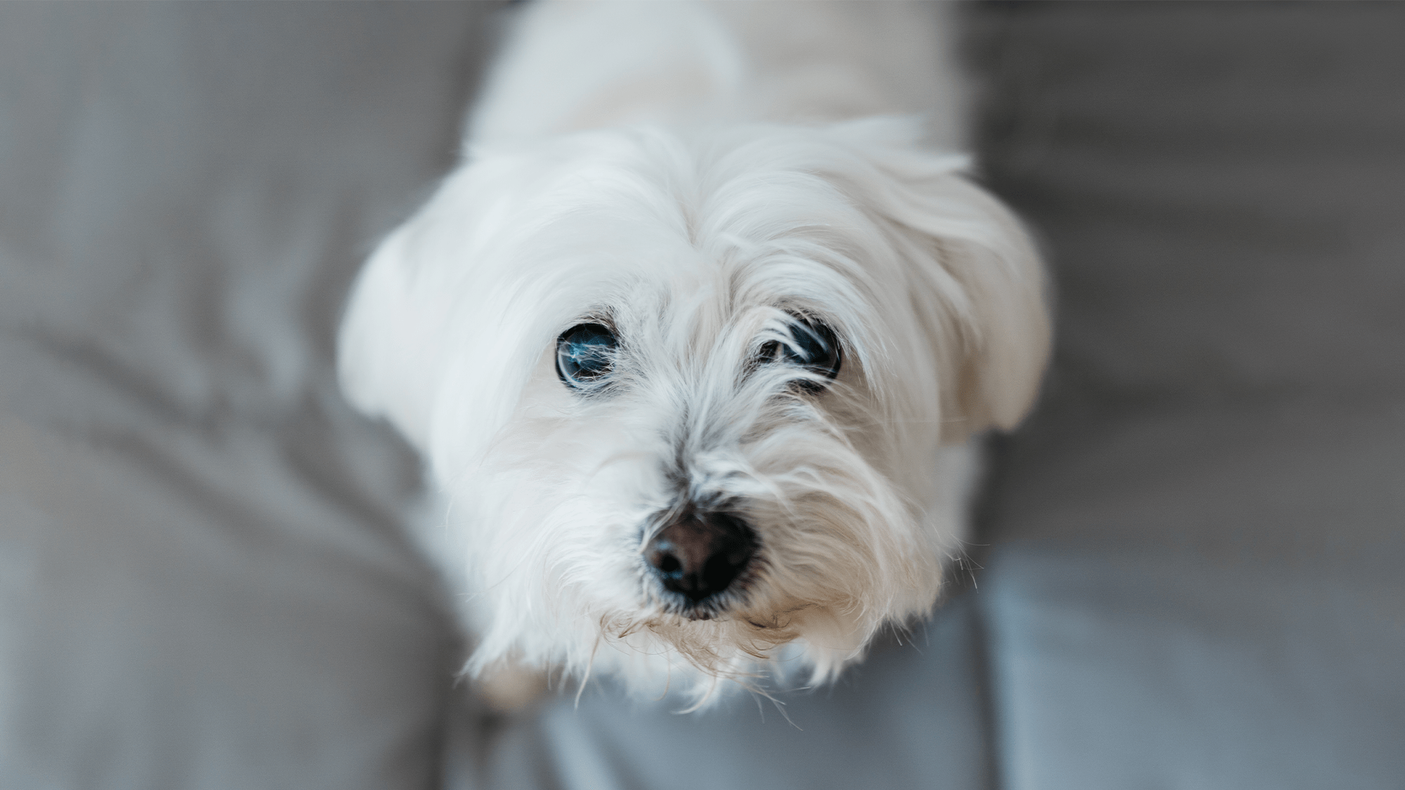 a small white dog standing on grey sheets looks up
