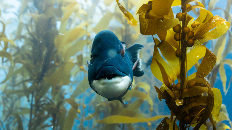 a blue fish with a pointy face in a california kelp forest